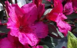 Red Formosa Azalea - 3 Gallon Pot -Outdoor Garden Store Azalea Red Formosa