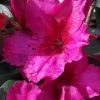 Red Formosa Azalea - 3 Gallon Pot -Outdoor Garden Store Azalea Red Formosa 5