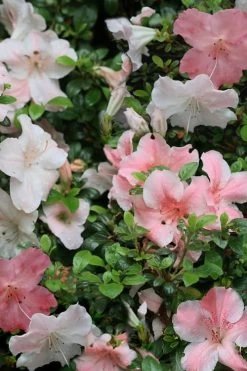 Sir Robert Dwarf Azalea - 6 Pack Of 1 Gallon Pots 12 Sir Robert Dwarf Azalea - 6 Pack Of 1 Gallon Pots -Outdoor Garden Store Azalea Sir Robert 12
