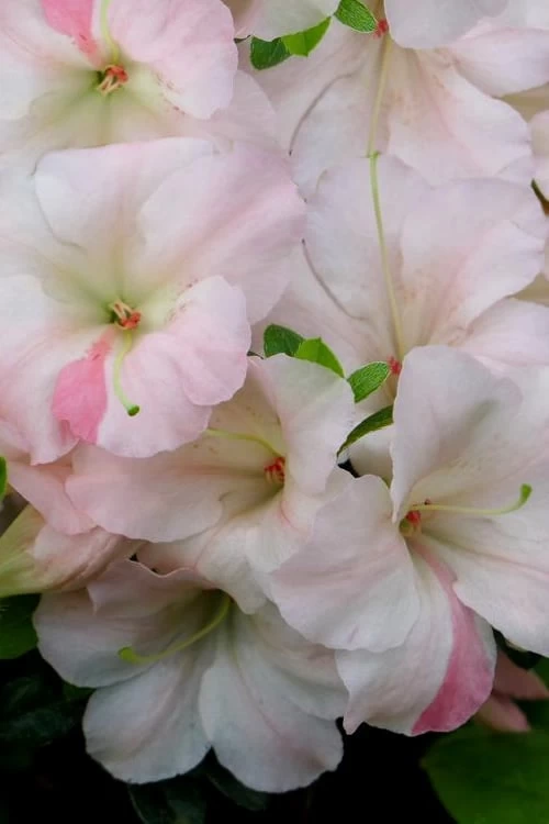 Sir Robert Dwarf Azalea - 6 Pack Of 1 Gallon Pots 6 Sir Robert Dwarf Azalea - 6 Pack Of 1 Gallon Pots - Image 4