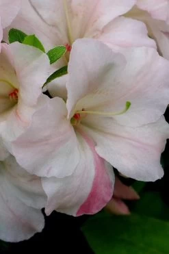 Sir Robert Dwarf Azalea - 6 Pack Of 1 Gallon Pots 13 Sir Robert Dwarf Azalea - 6 Pack Of 1 Gallon Pots -Outdoor Garden Store Azalea Sir Robert 5
