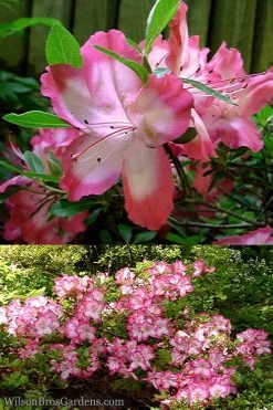 Vibrant Azalea (Harris Hybrid) - 6 Pack Of 1 Gallon Pots 9 Vibrant Azalea (Harris Hybrid) - 6 Pack Of 1 Gallon Pots -Outdoor Garden Store Azalea Vibrant 2
