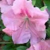 Watchet Dwarf Pink Azalea - 1 Gallon Pot 1 Watchet Dwarf Pink Azalea - 1 Gallon Pot -Outdoor Garden Store Azalea Watchet 2