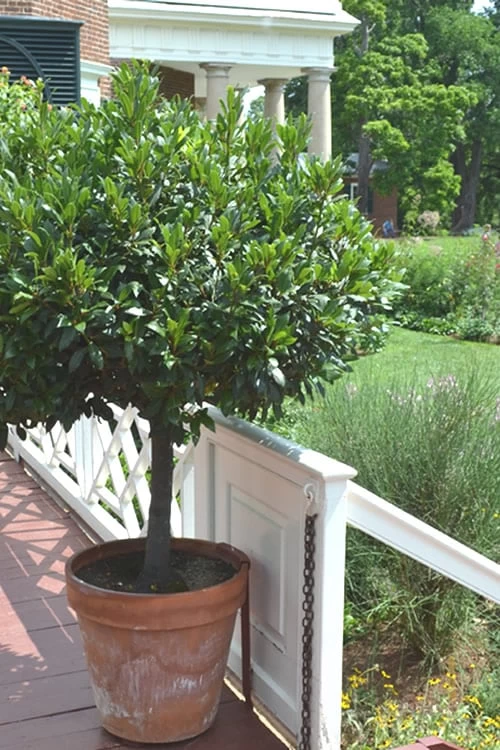 Bay Laurel (Sweet Bay) - Laurus Nobilis - 3 Gallon Pot 10 Bay Laurel (Sweet Bay) - Laurus Nobilis - 3 Gallon Pot - Image 8