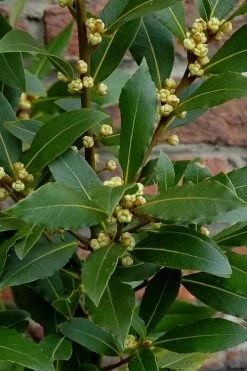 Bay Laurel (Sweet Bay) - Laurus Nobilis - 6 Pack Of 1 Gallon Pots -Outdoor Garden Store Bay Laurel 2 1