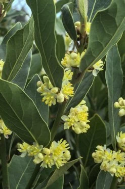 Bay Laurel (Sweet Bay) - Laurus Nobilis - 3 Gallon Pot 13 Bay Laurel (Sweet Bay) - Laurus Nobilis - 3 Gallon Pot -Outdoor Garden Store Bay Laurel 3