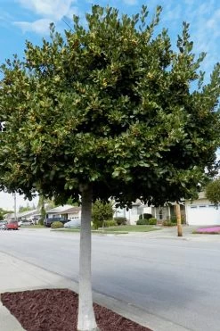 Bay Laurel (Sweet Bay) - Laurus Nobilis - 3 Gallon Pot 14 Bay Laurel (Sweet Bay) - Laurus Nobilis - 3 Gallon Pot -Outdoor Garden Store Bay Laurel 5