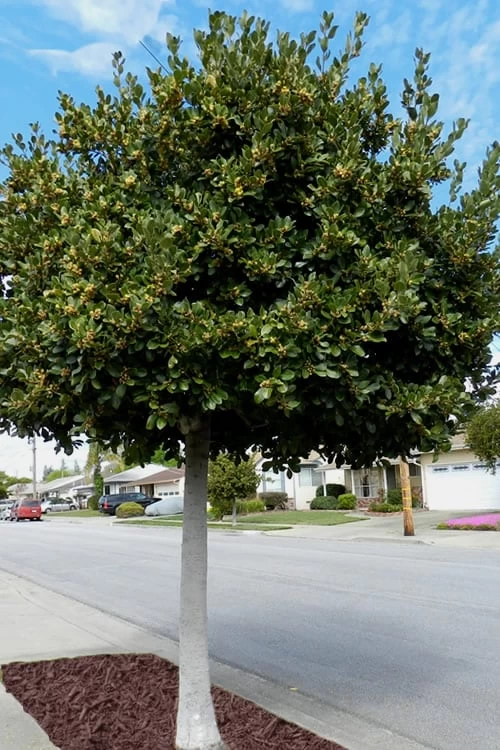 Bay Laurel (Sweet Bay) - Laurus Nobilis - 3 Gallon Pot 7 Bay Laurel (Sweet Bay) - Laurus Nobilis - 3 Gallon Pot - Image 5