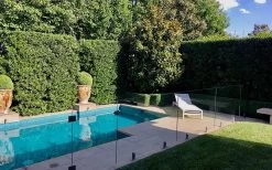 Bay Laurel (Sweet Bay) - Laurus Nobilis - 6 Pack Of 1 Gallon Pots -Outdoor Garden Store Bay Laurel 7 1