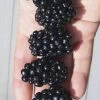 Apache Thornless Blackberry - 1 Gallon Pot -Outdoor Garden Store Blackberry Apache In hand 500x750 1