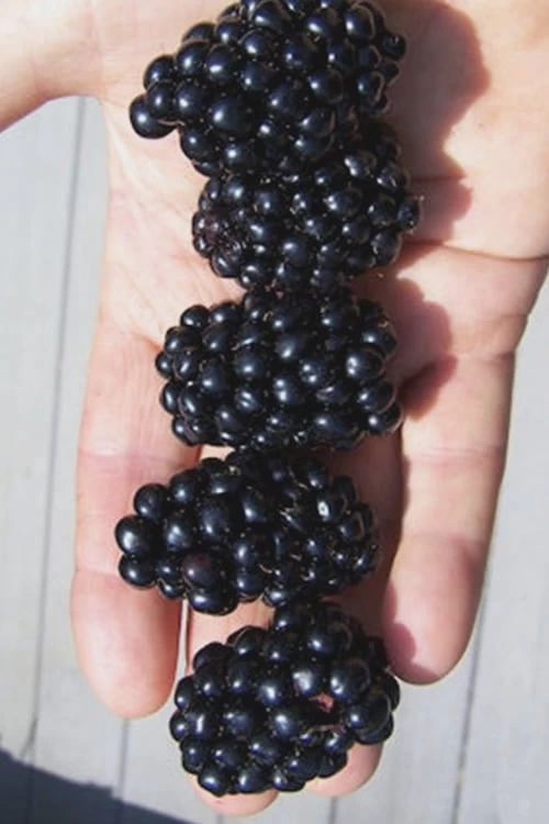 Apache Thornless Blackberry - 1 Gallon Pot 3 Apache Thornless Blackberry - 1 Gallon Pot