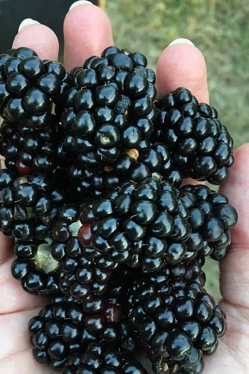 Prime Ark Freedom Blackberry Plant - 1 Gallon Pot 3 Prime Ark Freedom Blackberry Plant - 1 Gallon Pot