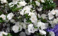 Snowball Bloom 'N Again Azalea - 2 Gallon Pot -Outdoor Garden Store Bloom N Again Azalea Snowball