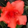 Orange Frost Bloom 'N Again Azalea - 1 Gallon Pot 1 Orange Frost Bloom 'N Again Azalea - 1 Gallon Pot -Outdoor Garden Store Bloom N Again Orange Frost 1 500x750 1