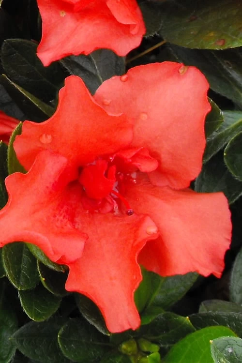 Orange Frost Bloom 'N Again Azalea - 1 Gallon Pot 3 Orange Frost Bloom 'N Again Azalea - 1 Gallon Pot