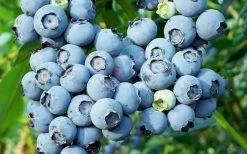 Alice Blue Rabbiteye Blueberry - 1 Gallon Pot 9 Alice Blue Rabbiteye Blueberry - 1 Gallon Pot -Outdoor Garden Store Blueberry Alice Blue