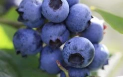 Delite Rabbiteye Blueberry - 3 Gallon Pot -Outdoor Garden Store Blueberry Delite 1