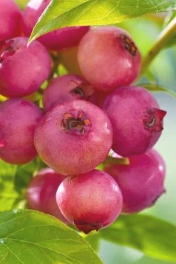 Pink Lemonade Blueberry - 6 Pack Of 1 Gallon Pots -Outdoor Garden Store Blueberry Pink Lemonade 6
