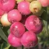 Pink Lemonade Blueberry - 6 Pack Of 1 Gallon Pots -Outdoor Garden Store Blueberry Pink Lemonade 8