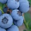 Alice Blue Rabbiteye Blueberry - 1 Gallon Pot -Outdoor Garden Store Blueberry Rabbiteye Alice 500x750 1
