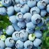 Brightwell Rabbiteye Blueberry - 1 Gallon Pot -Outdoor Garden Store Blueberry Rabbiteye Brightwell 500x750 2