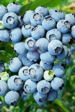 Brightwell Rabbiteye Blueberry - 1 Gallon Pot