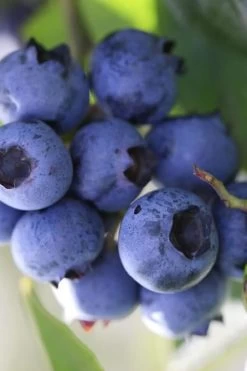 Delite Rabbiteye Blueberry - 3 Gallon Pot