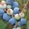 Powderblue Rabbiteye Blueberry - 1 Gallon Pot -Outdoor Garden Store Blueberry Rabbiteye Powder Blue 500x750 2