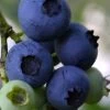 Baldwin Rabbiteye Blueberry - 1 Gallon Pot 1 Baldwin Rabbiteye Blueberry - 1 Gallon Pot -Outdoor Garden Store Blueberry Rbbiteye Baldwin 500x750 1