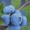 Tifblue Rabbiteye Blueberry - 1 Gallon Pot -Outdoor Garden Store Blueberry Tifblue Rev 500x750 1