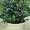 Top Hat Dwarf Blueberry - 1 Gallon Pot -Outdoor Garden Store Blueberry Top Hat 1