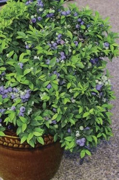 Top Hat Dwarf Blueberry - 1 Gallon Pot -Outdoor Garden Store Blueberry Top Hat 2