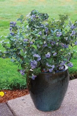 Top Hat Dwarf Blueberry - 1 Gallon Pot -Outdoor Garden Store Blueberry Top Hat 3