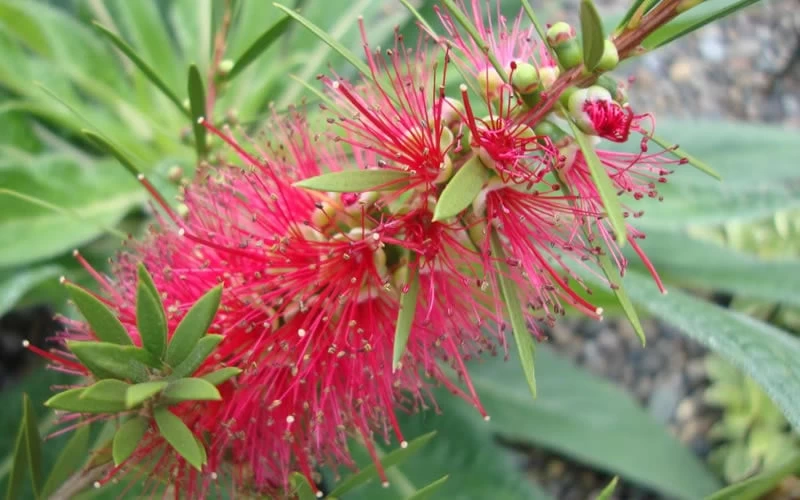 Woodlanders Cold Hardy Red Bottlebrush - Callistemon - 3 Gallon Pot 7 Woodlanders Cold Hardy Red Bottlebrush - Callistemon - 3 Gallon Pot - Image 5