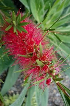 Woodlanders Cold Hardy Red Bottlebrush - Callistemon - 3 Gallon Pot 13 Woodlanders Cold Hardy Red Bottlebrush - Callistemon - 3 Gallon Pot -Outdoor Garden Store Bottlebrush Woodlanders Hardy Red 20