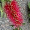 Woodlanders Cold Hardy Red Bottlebrush - Callistemon - 3 Gallon Pot -Outdoor Garden Store Bottlebrush Woodlanders Hardy Red 21