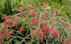 Woodlanders Cold Hardy Red Bottlebrush - Callistemon - 3 Gallon Pot 11 Woodlanders Cold Hardy Red Bottlebrush - Callistemon - 3 Gallon Pot -Outdoor Garden Store Bottlebrush Woodlanders Hardy Red 22