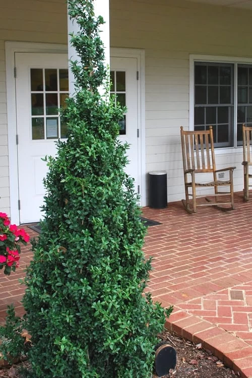 Dee Runk Columnar Boxwood - 1 Gallon Pot 3 Dee Runk Columnar Boxwood - 1 Gallon Pot