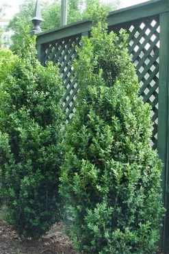 Dee Runk Columnar Boxwood - 3 Gallon Pot 9 Dee Runk Columnar Boxwood - 3 Gallon Pot -Outdoor Garden Store Boxwood Dee Runk 2 500x750 1