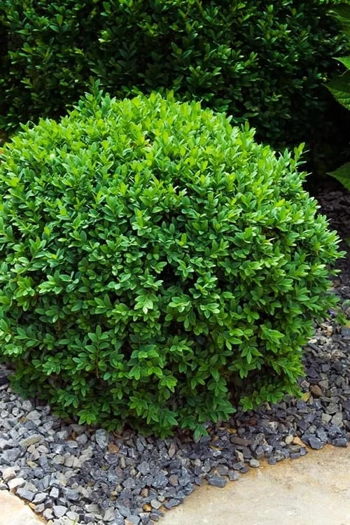 Dwarf English Boxwood - 2 Gallon Pot 3 Dwarf English Boxwood - 2 Gallon Pot