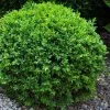 Dwarf English Boxwood - 1 Gallon Pot -Outdoor Garden Store Boxwood Dwarf English 1
