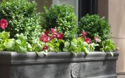 Dwarf English Boxwood - 6 Pack Of 1 Gallon Pots 11 Dwarf English Boxwood - 6 Pack Of 1 Gallon Pots -Outdoor Garden Store Boxwood Dwarf English 2 2