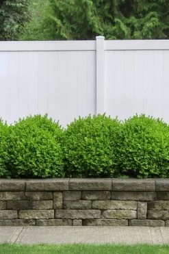 Dwarf English Boxwood - 2 Gallon Pot 10 Dwarf English Boxwood - 2 Gallon Pot -Outdoor Garden Store Boxwood Dwarf English 3 1