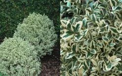 Dwarf Variegated Boxwood - 6 Pack Of 1 Gallon Pots 11 Dwarf Variegated Boxwood - 6 Pack Of 1 Gallon Pots -Outdoor Garden Store Boxwood Dwarf Variegated 50 1