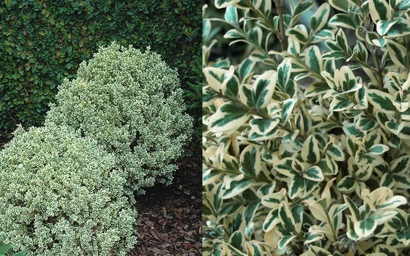 Dwarf Variegated Boxwood - 5 Gallon Pot 6 Dwarf Variegated Boxwood - 5 Gallon Pot - Image 4