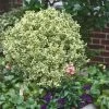 Dwarf Variegated Boxwood - 2 Gallon Pot 2 Dwarf Variegated Boxwood - 2 Gallon Pot -Outdoor Garden Store Boxwood Dwarf Variegated 500x750 1