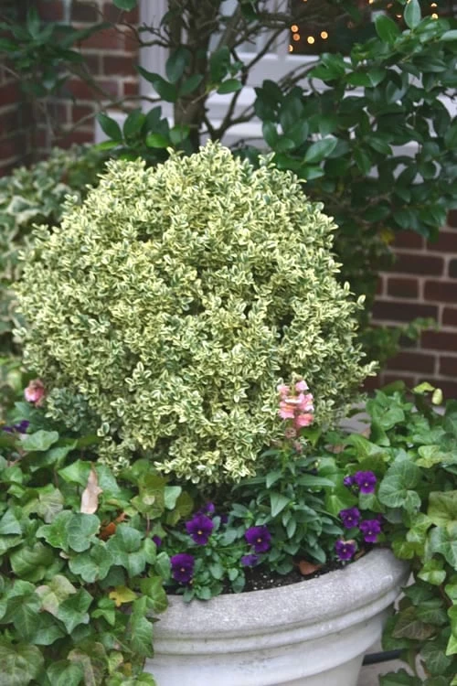 Dwarf Variegated Boxwood - 2 Gallon Pot 3 Dwarf Variegated Boxwood - 2 Gallon Pot