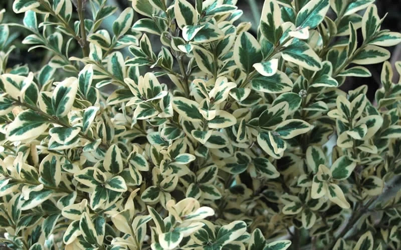 Dwarf Variegated Boxwood - 1 Gallon Pot 8 Dwarf Variegated Boxwood - 1 Gallon Pot - Image 6