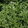 Franklins Gem Dwarf Boxwood - 3 Gallon Pot 1 Franklins Gem Dwarf Boxwood - 3 Gallon Pot -Outdoor Garden Store Boxwood Franklins Dwarf BS 1