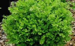 Franklins Gem Dwarf Boxwood - 3 Gallon Pot 11 Franklins Gem Dwarf Boxwood - 3 Gallon Pot -Outdoor Garden Store Boxwood Franklins Gem 1